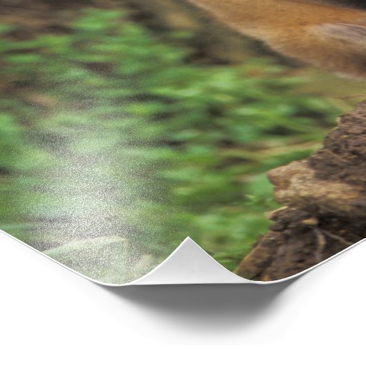 Red Fox pup in front of den Vulpes vulpes Foto Afdruk (Hoek)