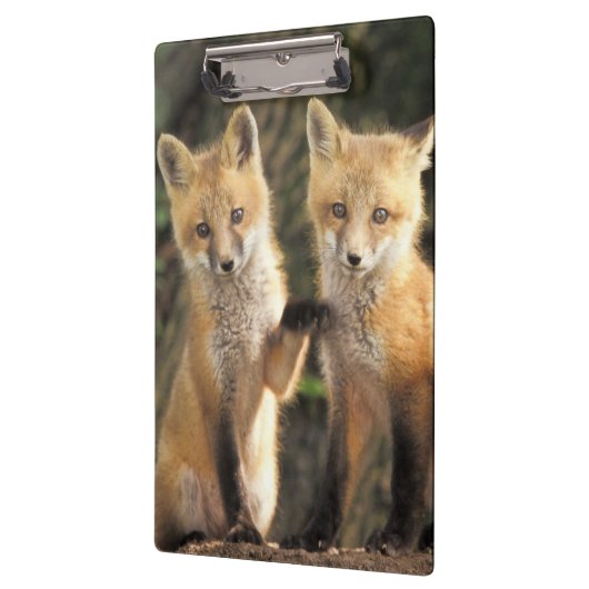 Red Fox pup in front of den Vulpes vulpes Klembord (Links)