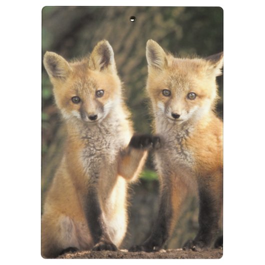 Red Fox pup in front of den Vulpes vulpes Klembord (Achterkant)
