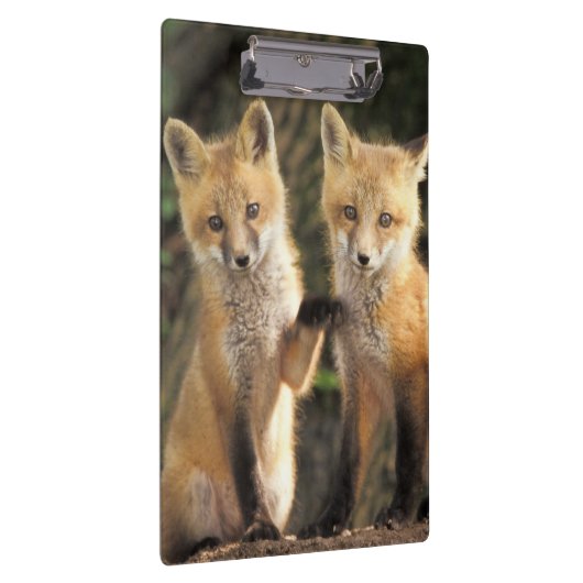 Red Fox pup in front of den Vulpes vulpes Klembord (Rechts)