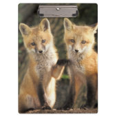 Red Fox pup in front of den Vulpes vulpes Klembord (Voorkant)