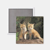 Red Fox pup in front of den Vulpes vulpes Magneet (Voorkant / Achterkant)