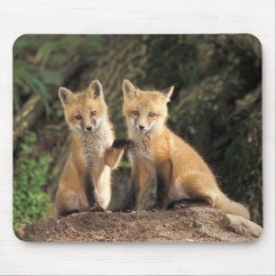 Red Fox pup in front of den Vulpes vulpes Muismat