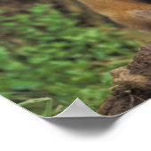 Red Fox pup in front of den Vulpes vulpes Poster (Hoek)