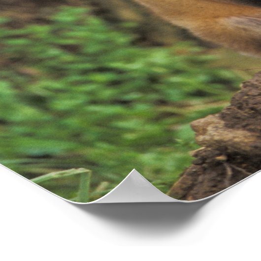 Red Fox pup in front of den Vulpes vulpes Poster (Hoek)