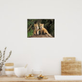 Red Fox pup in front of den Vulpes vulpes Poster (Keuken)