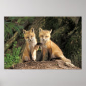 Red Fox pup in front of den Vulpes vulpes Poster (Voorkant)