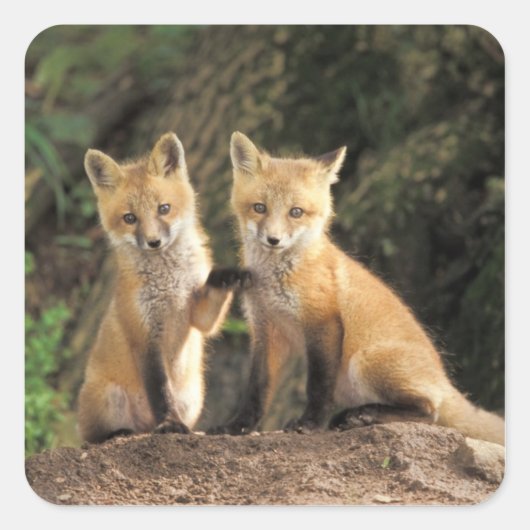 Red Fox pup in front of den Vulpes vulpes Vierkante Sticker (Voorkant)