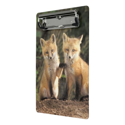 Red Fox pup voor den Vulpes vulpes Mini Klembord (Angled2)