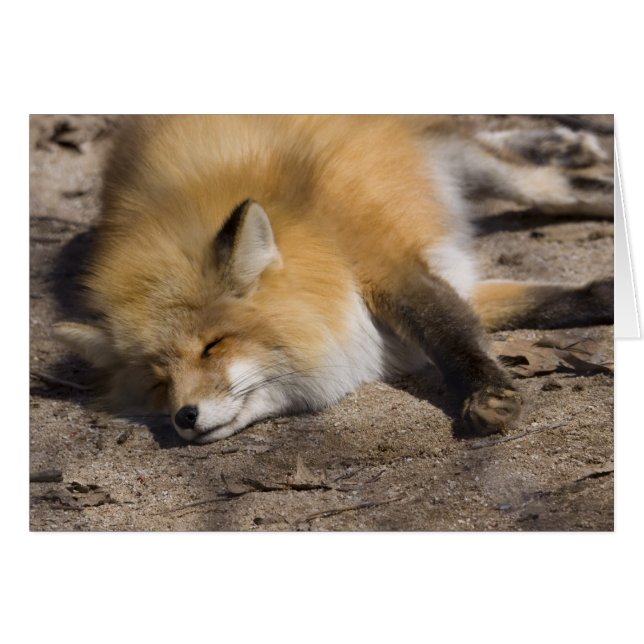 Red Fox Resting (Voorkant Horizontaal)