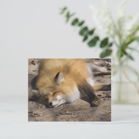 Red Fox Resting Briefkaart (Staand voorkant)