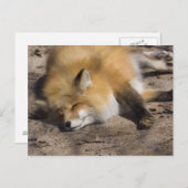 Red Fox Resting Briefkaart (Voorkant / Achterkant)