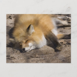 Red Fox Resting Briefkaart