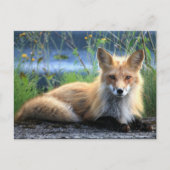 Red Fox Resting Briefkaart (Voorkant)