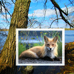 Red Fox Resting Briefkaart
