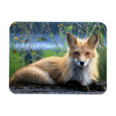 Red Fox Resting Magnet Magneet (Horizontaal)