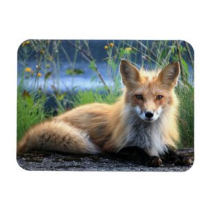 Red Fox Resting Magnet Magneet