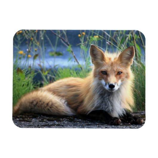 Red Fox Resting Magnet Magneet (Horizontaal)