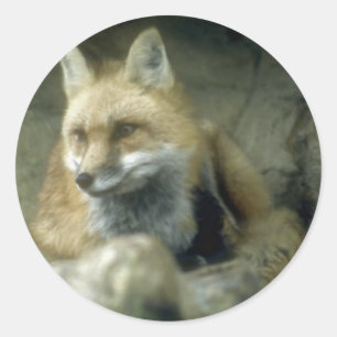 Red Fox Ronde Sticker