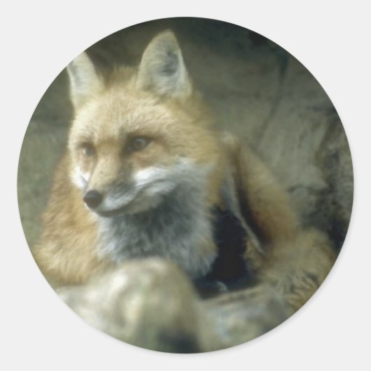 Red Fox Ronde Sticker (Voorkant)