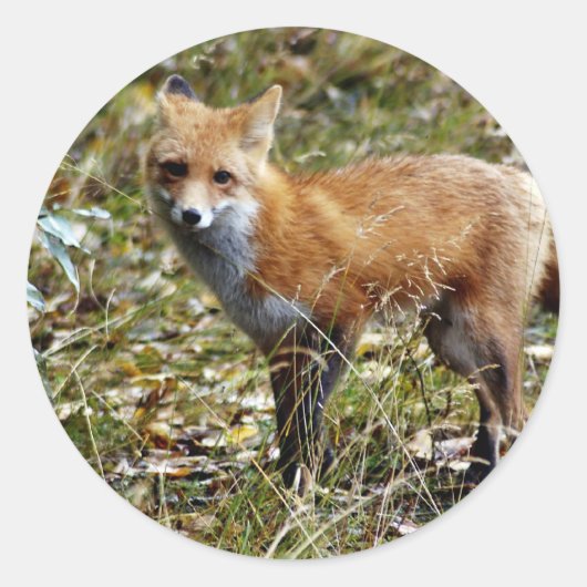 Red Fox Ronde Sticker (Voorkant)