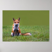 Red Fox Sitting Poster (Voorkant)