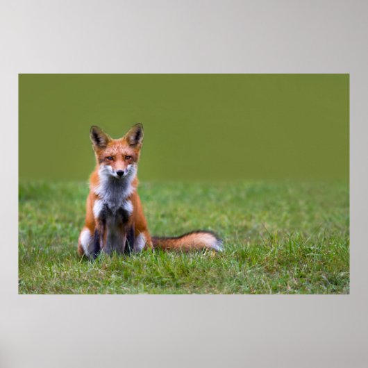 Red Fox Sitting Poster (Voorkant)