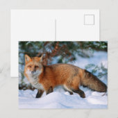Red Fox | Sneeuw in de winter, Montana Briefkaart (Voorkant / Achterkant)