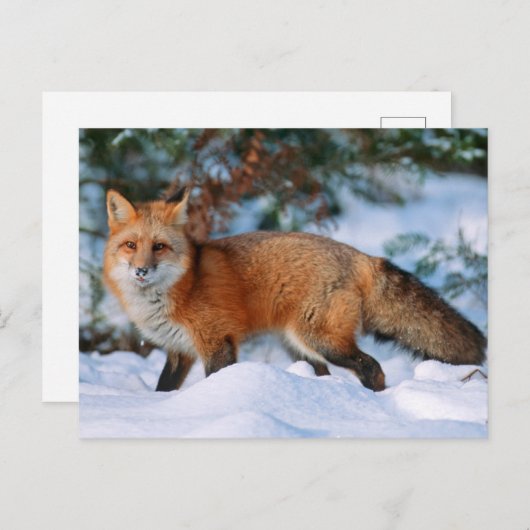 Red Fox | Sneeuw in de winter, Montana Briefkaart (Voorkant / Achterkant)