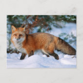 Red Fox | Sneeuw in de winter, Montana Briefkaart (Voorkant)