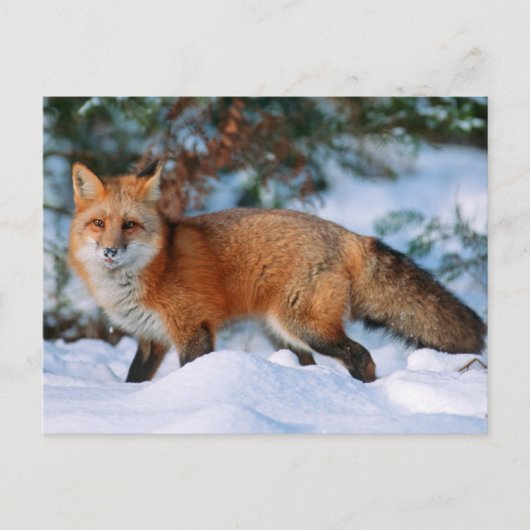 Red Fox | Sneeuw in de winter, Montana Briefkaart (Voorkant)