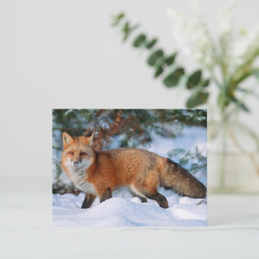Red Fox | Sneeuw in de winter, Montana Briefkaart (Staand voorkant)
