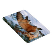 Red Fox | Sneeuw in de winter, Montana Magneet (Rechterzijde)