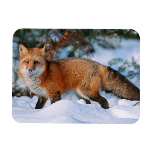 Red Fox | Sneeuw in de winter, Montana Magneet (Horizontaal)