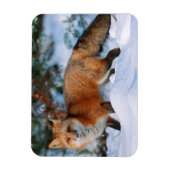 Red Fox | Sneeuw in de winter, Montana Magneet (Verticaal)