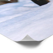 Red Fox | Sneeuw in de winter, Montana Poster (Hoek)