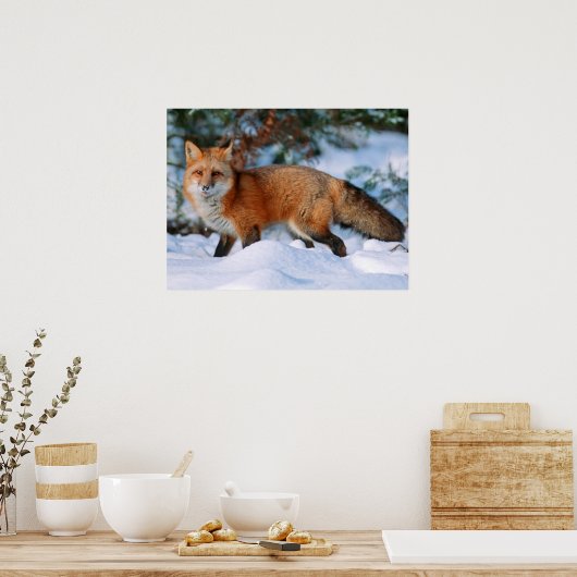 Red Fox | Sneeuw in de winter, Montana Poster (Keuken)