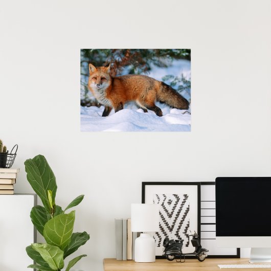 Red Fox | Sneeuw in de winter, Montana Poster (Thuiskantoor)