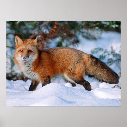 Red Fox | Sneeuw in de winter, Montana Poster (Voorkant)