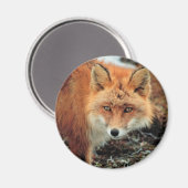 Red Fox van Cape Newenham Magneet (Voorkant / Achterkant)