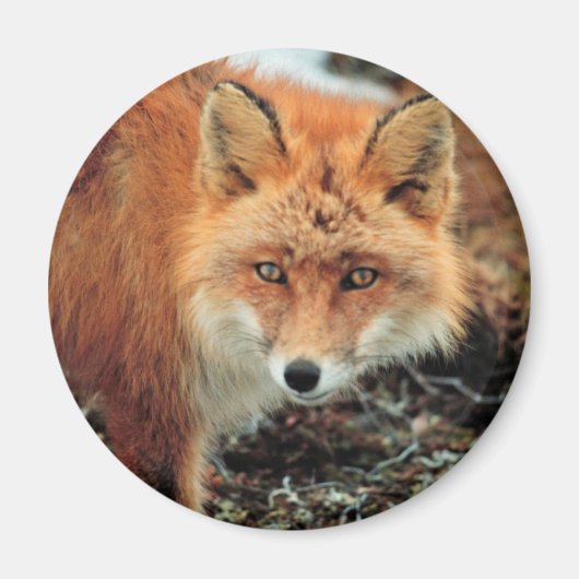 Red Fox van Cape Newenham Magneet (Voorkant)