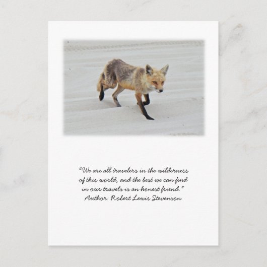 Red Fox Vixen - Island Beach State Park - NJ Briefkaart (Voorkant)