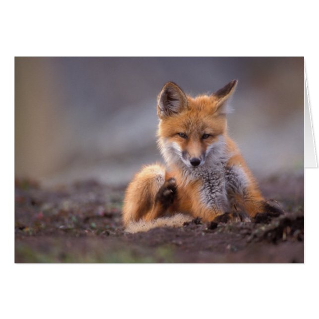 red fox, Vulpes vulpes, pup scratching itself; (Voorkant Horizontaal)