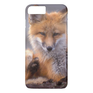 red fox, Vulpes vulpes, pup scratching itself; Case-Mate iPhone Case