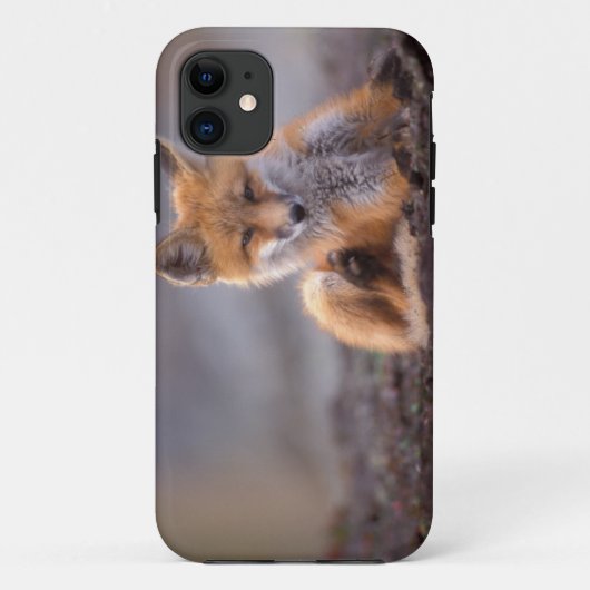 red fox, Vulpes vulpes, pup scratching itself; Case-Mate iPhone Case (Achterkant)