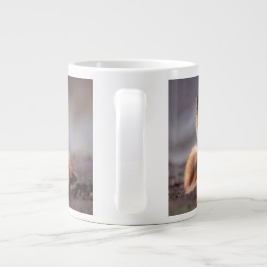 red fox, Vulpes vulpes, pup scratching itself; Grote Koffiekop (Achterkant)