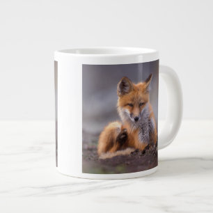 red fox, Vulpes vulpes, pup scratching itself; Grote Koffiekop