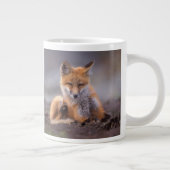 red fox, Vulpes vulpes, pup scratching itself; Grote Koffiekop (Rechts)
