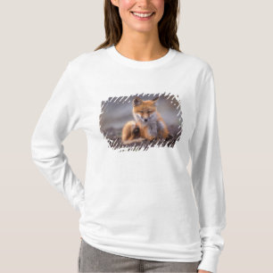 red fox, Vulpes vulpes, pup scratching itself; T-shirt