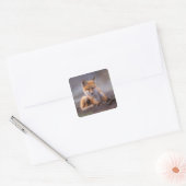 red fox, Vulpes vulpes, pup scratching itself; Vierkante Sticker (Envelop)